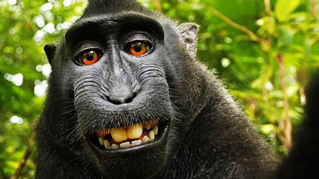 monkey selfie