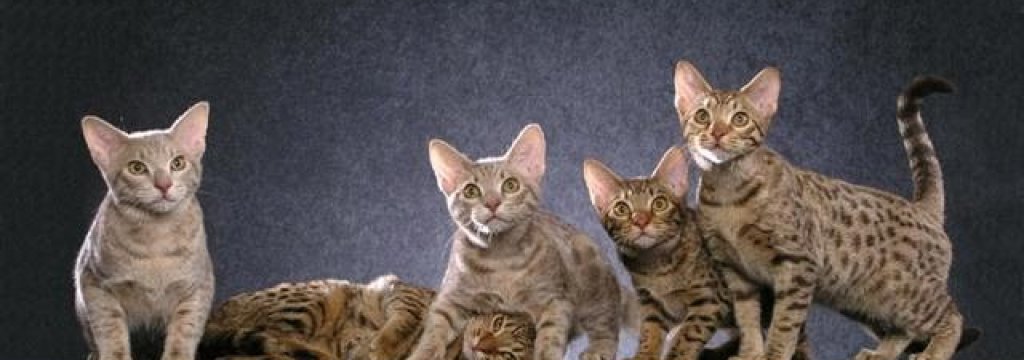 оцикат
