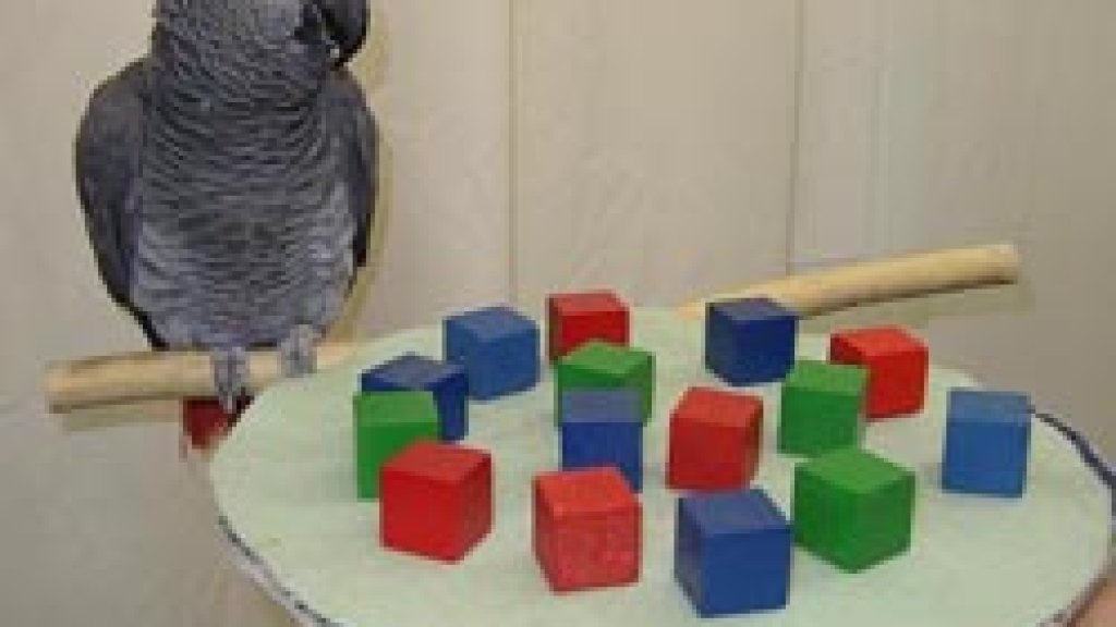 Alex_the_Parrot