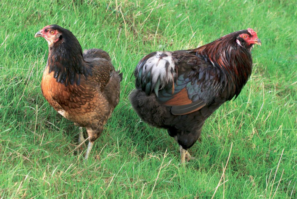 ob_0c9077_poules