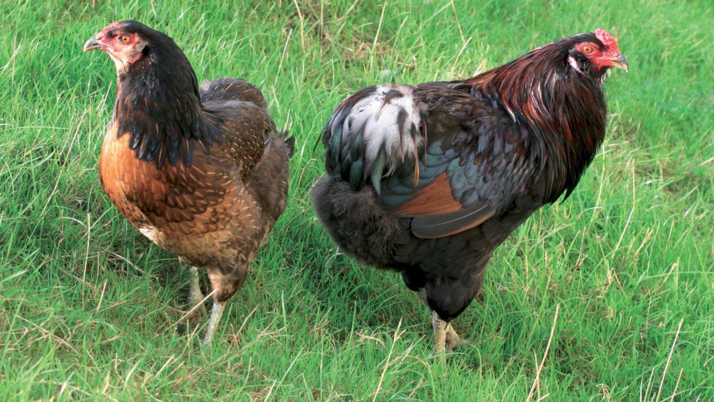 ob_0c9077_poules
