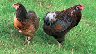 ob_0c9077_poules