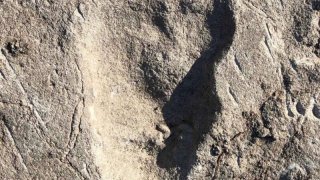 laetoli-footprint