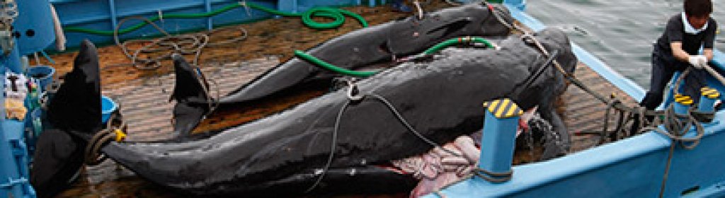 pic_4f8a2237d865405b261ef4d2a1befcbe