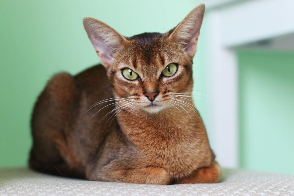 Абисинска коткаАбисинската котка е невероятно любвеобилна и привързана… само че само към стопаните си. Тя предпочита да е единственият домашен любимец в домакинството и ако бъде доведено куче, котката ще олицетвори израза „като куче и котка“.