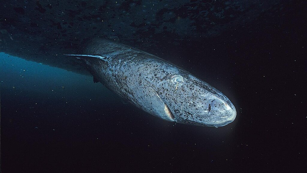 Greenland_shark_profile