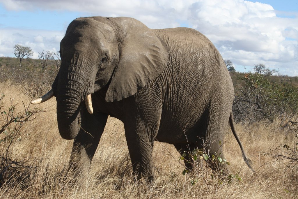 2560px-An_elephant_in_Kruger_National_Park