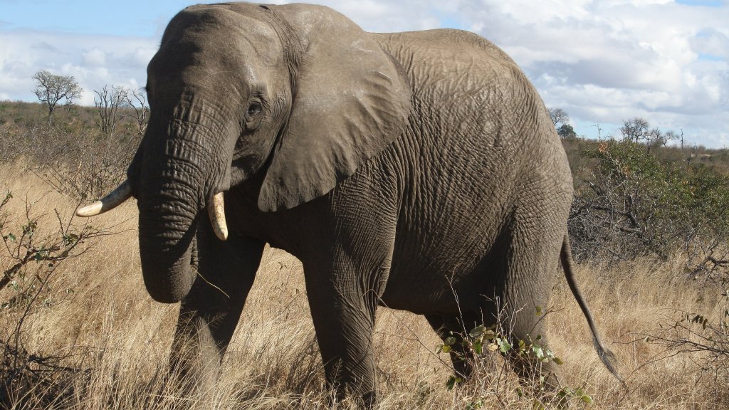 2560px-An_elephant_in_Kruger_National_Park