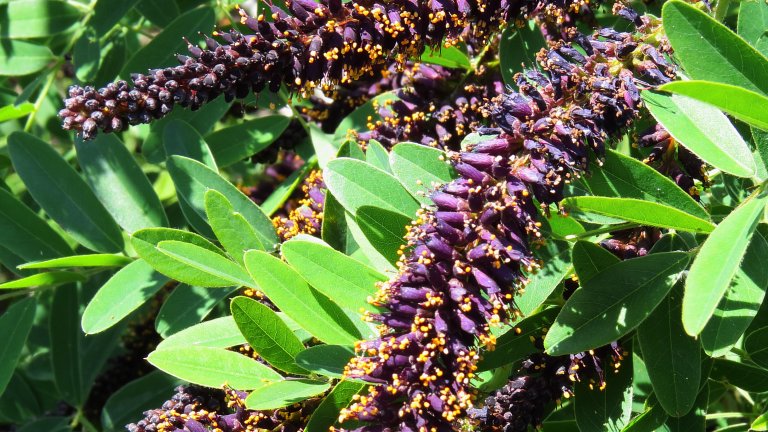 Синя акация, аморфа (Amorpha fruticosa)