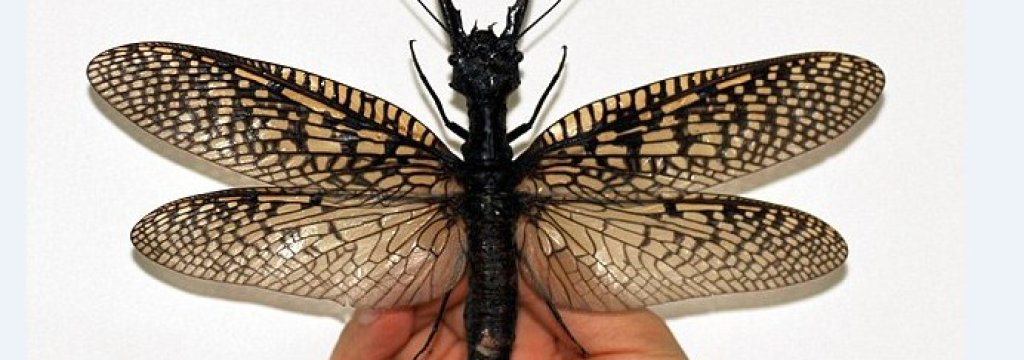 insect