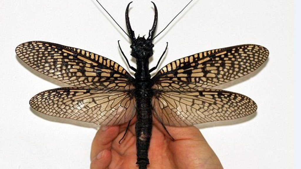 insect