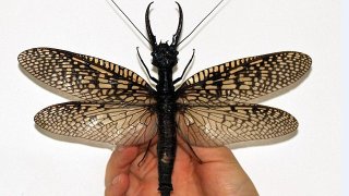 insect