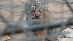 Бебе бенгалски тигър беше показано за първи път в зоопарка в Стара Загора