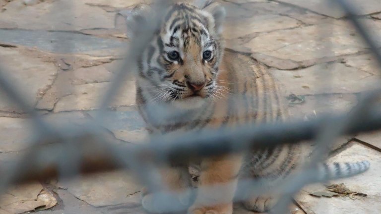 Бебе бенгалски тигър беше показано за първи път в зоопарка в Стара Загора