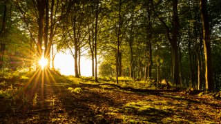 Йога, готварски книги и прозорец с гледка към гората: Хуманните затвори на Скандинавия