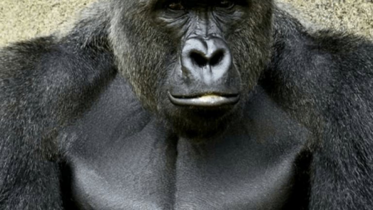 Горилата се превърна в супергерой и кауза