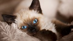 Балийска котка
Балийската котка е любвеобилно и красиво създание, което е подобно на сиамската котка, но пуска по-малко косми и се приема за ниско рискова за алергични хора. Имайте предвид, че тези синеоки красавици са доста активни и изискващи: ако не ги удостоявате с толкова внимание, колкото смятат, че трябва, е възможно да правят странни неща, с които да ви го привлекат. Включително да злоупотребят с обувките ви, да.