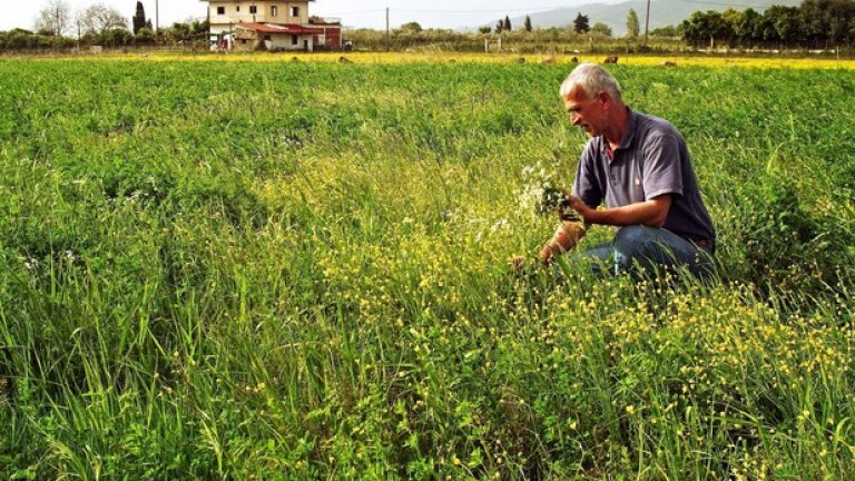 Една четвърт от българското население би могло да се изхранва от събиране и преработване на билки, ако се въведе контрол и те се отглеждат, берат, преработват и изнасят у нас разумно. А сега, въпреки изискванията на закона, много от берачите не са обучени в тънкостите на събирането на лечебните растения