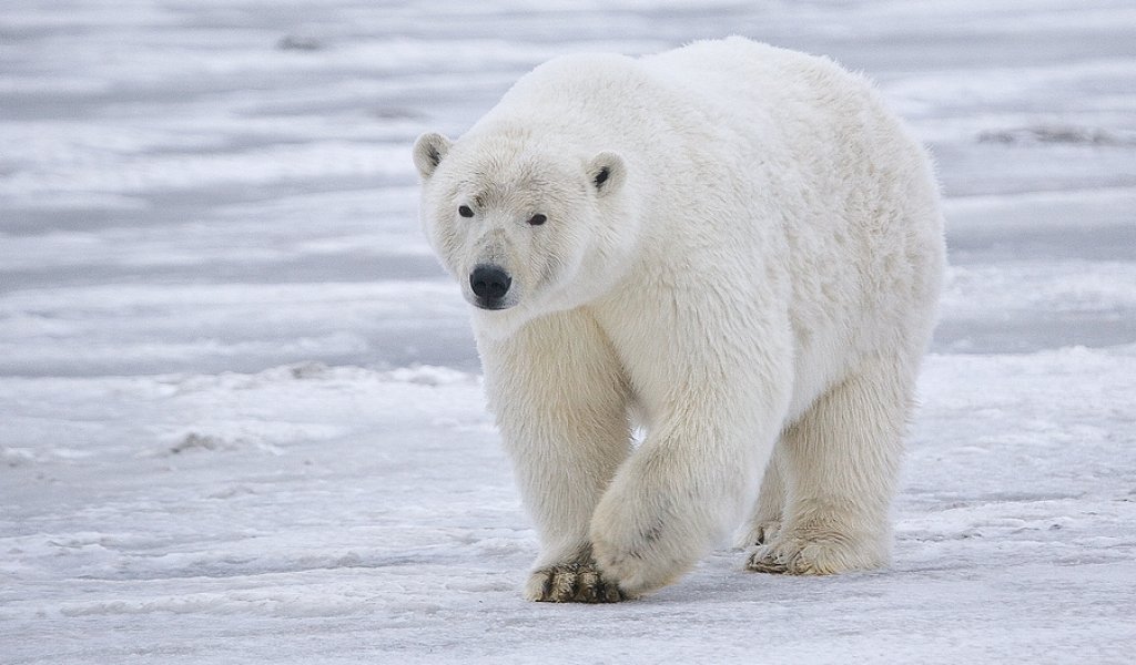 Polar Bear (Sow), Near Kaktovik, Barter Island, Alaska