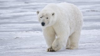 Polar Bear (Sow), Near Kaktovik, Barter Island, Alaska