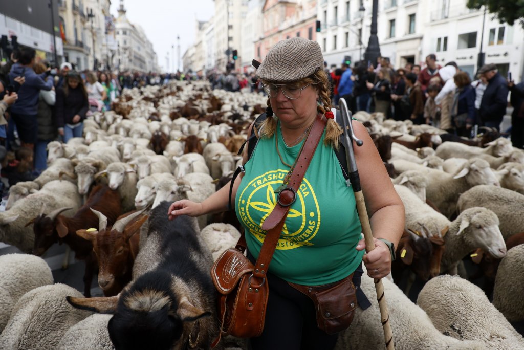 Пастири от северната част на страната преведоха хиляди овце през центъра на испанската столица