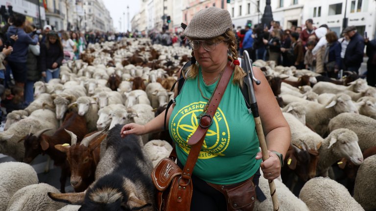 Пастири от северната част на страната преведоха хиляди овце през центъра на испанската столица