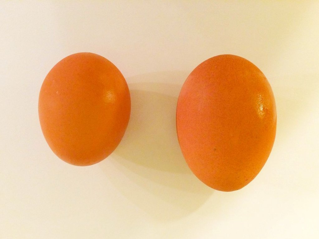 Egg_and_maxi_egg_1