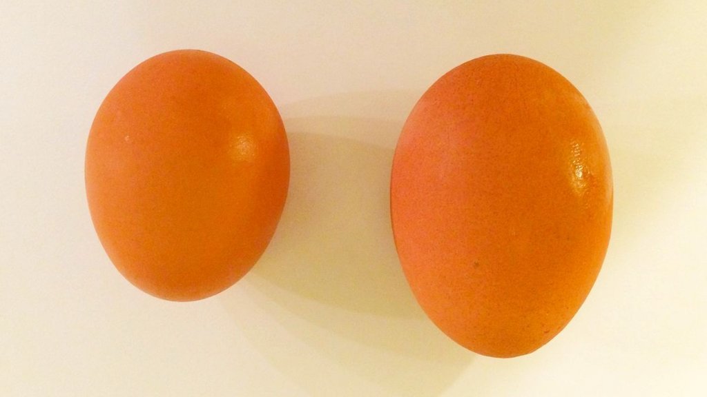 Egg_and_maxi_egg_1
