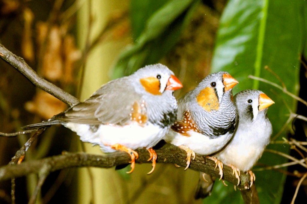 1280px-Zebra_finch_group