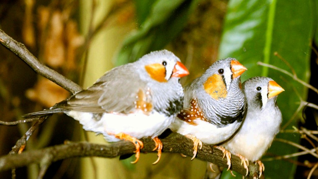 1280px-Zebra_finch_group