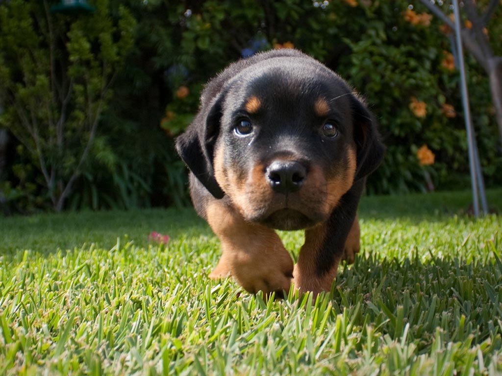Cute-Rottweiler-Wallpaper