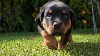 Cute-Rottweiler-Wallpaper