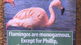 funny-animal-facts-fake-los-angeles-zoo-obvious-plant-9-577674527364e__700