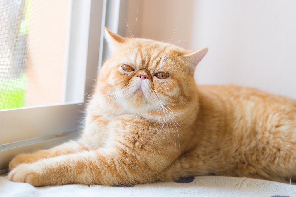 Екзотичната късокосместа котка е късокосместа версия на персийската котка. Тялото й е като на всяка друга домашна котка, но е със сплескана муцуна. Преди години американската късокосместа е създадена, за да подобри персийската порода. Оттам се появяват късокосместите персийки, които в крайна сметка са днешните "екзотични" късокосмести.