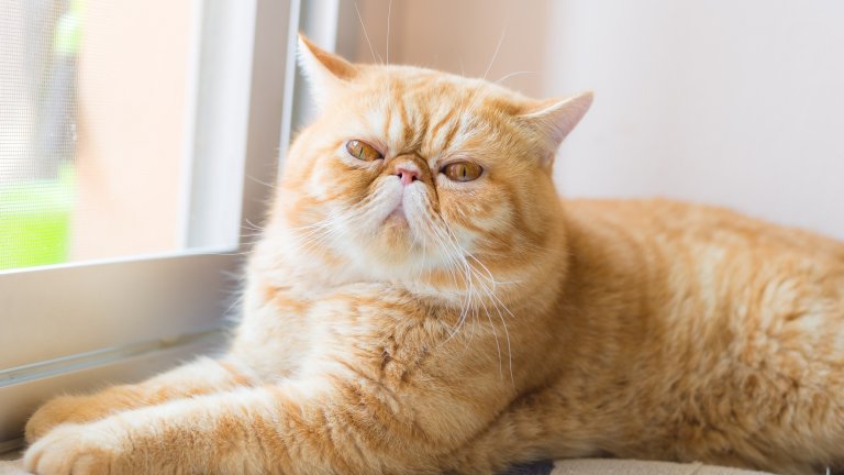 Екзотичната късокосместа котка е късокосместа версия на персийската котка. Тялото й е като на всяка друга домашна котка, но е със сплескана муцуна. Преди години американската късокосместа е създадена, за да подобри персийската порода. Оттам се появяват късокосместите персийки, които в крайна сметка са днешните "екзотични" късокосмести.