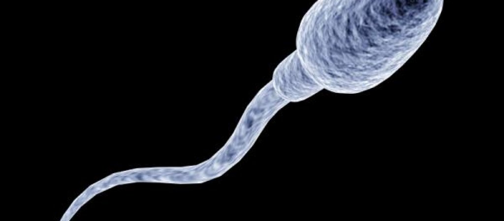 spermatozoon