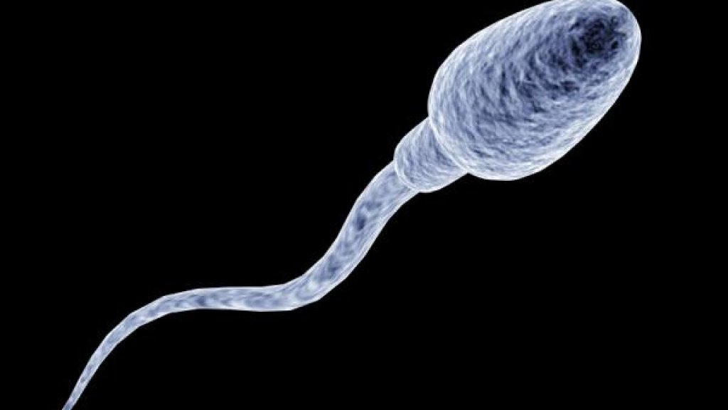 spermatozoon