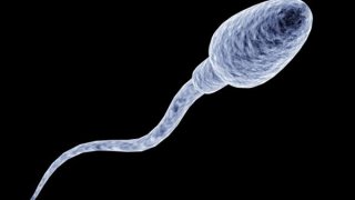 spermatozoon
