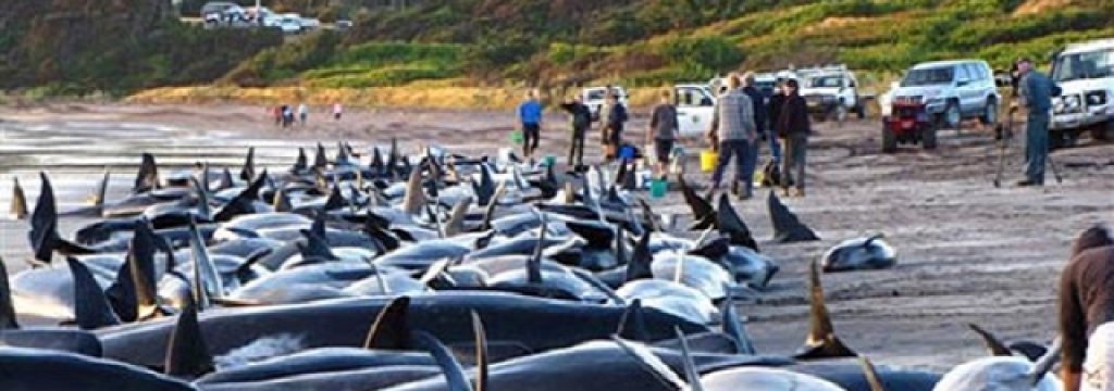 whales_dolphins_stranded