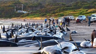 whales_dolphins_stranded
