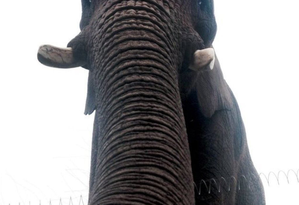 _75181089_rpy_elephant_selfie_01_2