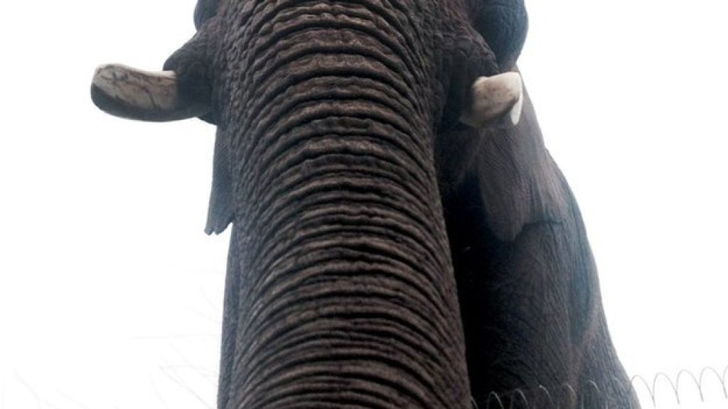 _75181089_rpy_elephant_selfie_01_2