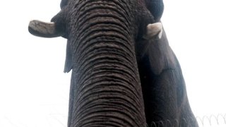 _75181089_rpy_elephant_selfie_01_2