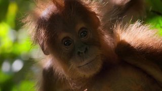 NETFLIX_our-planet_091118_1120