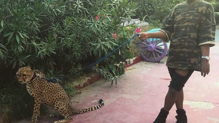 Тази снимка я оставяме без коментар, но сякаш не е особено хуманно спрямо животното.