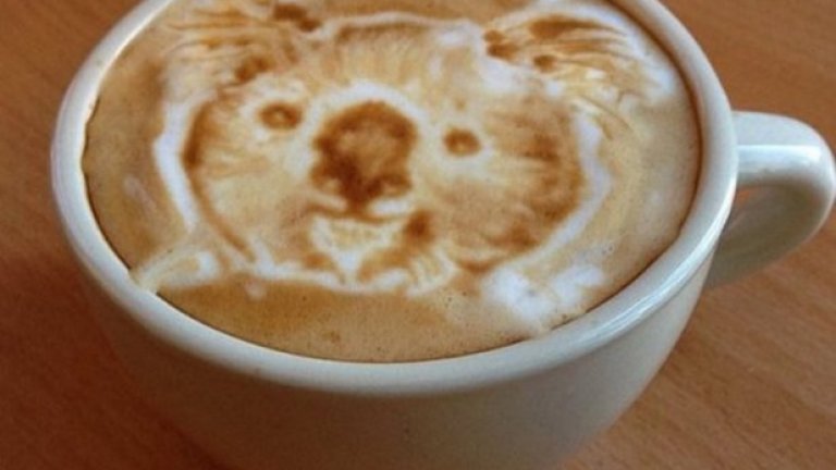 Коала