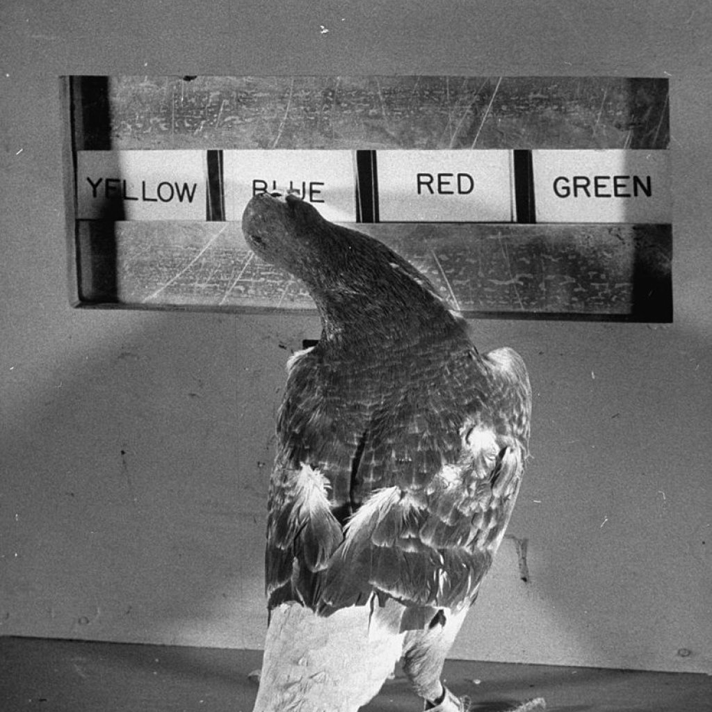 A pigeon tapping at the correct sign when the ligh