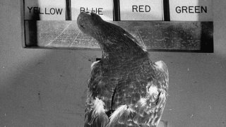 A pigeon tapping at the correct sign when the ligh