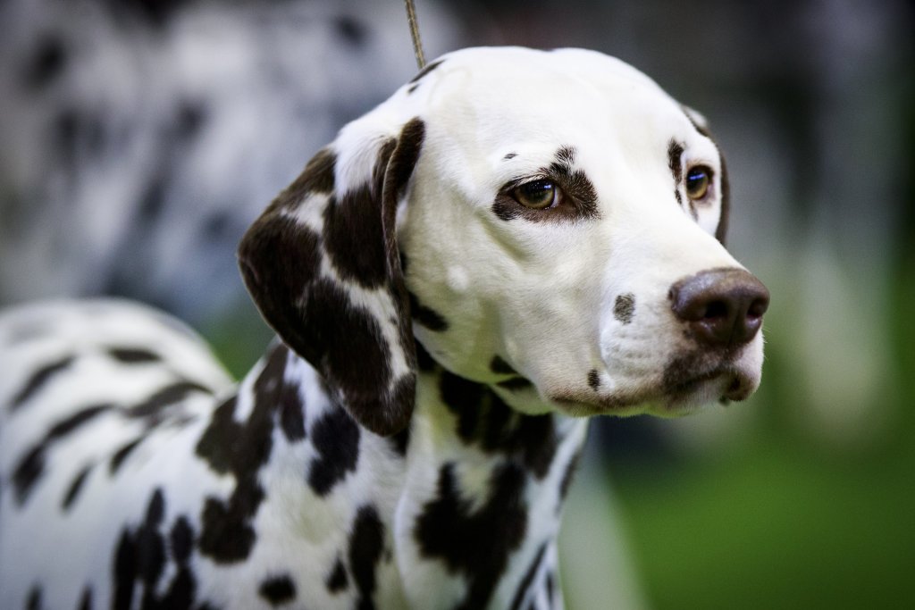 Annual Westminster Dog Show Takes Place In New York City