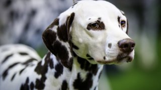 Annual Westminster Dog Show Takes Place In New York City
